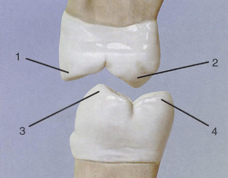 Функциональное назначение бугорков