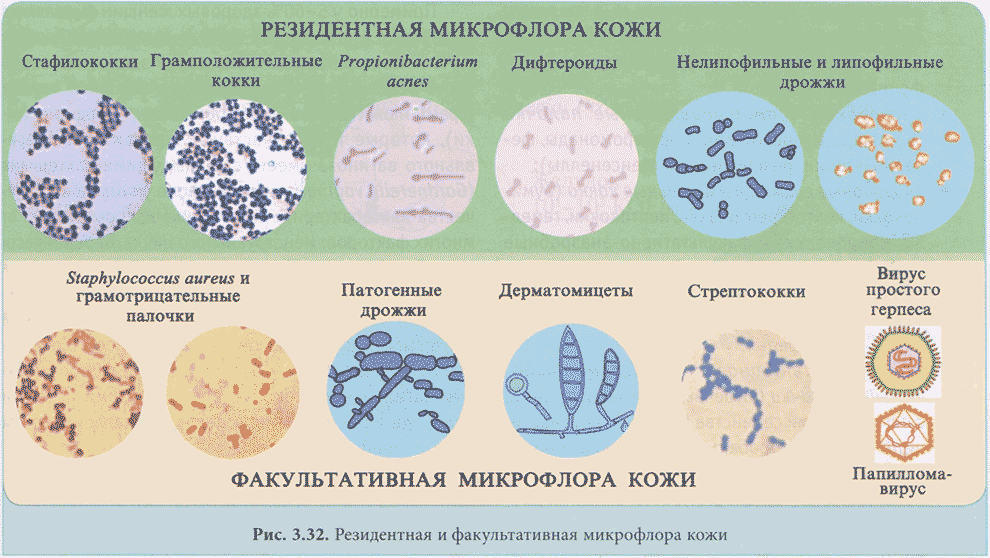 Резидентная и факультативная микрофлора кожи