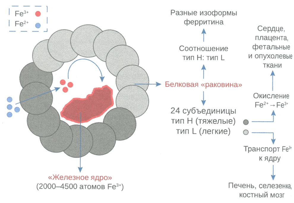 Строение молекулы ферритина