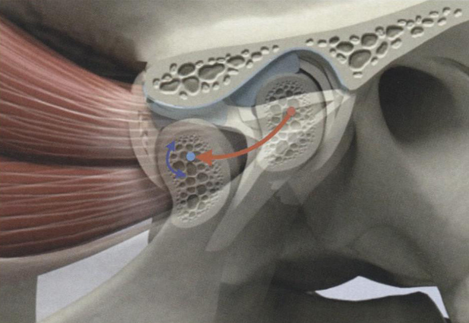 Схема вращательных и поступательных движений головки нижней челюсти