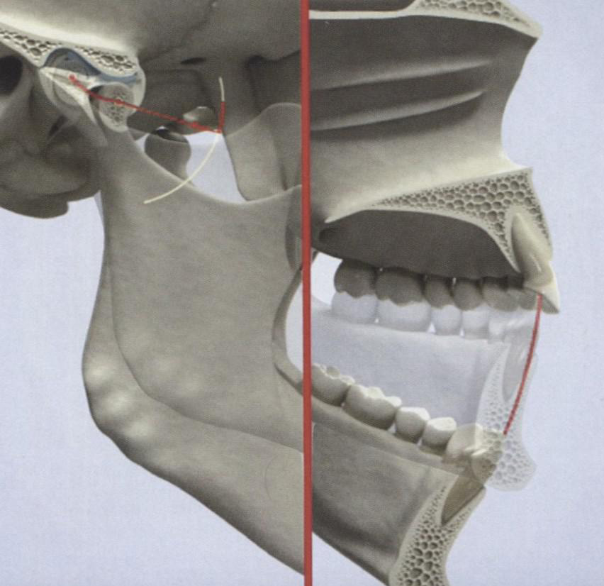 Движения нижней челюсти при открывании рта
