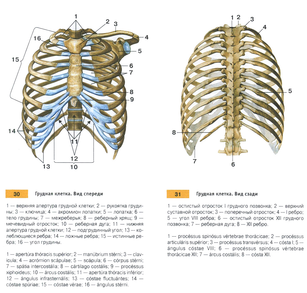 Грудная клетка. Вид спереди