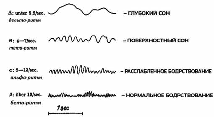 Рис. 333. Основные ритмы ЭЭГ По Е. Bleuler et al. (1983).