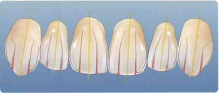 Соответствие анатомии продольным осям