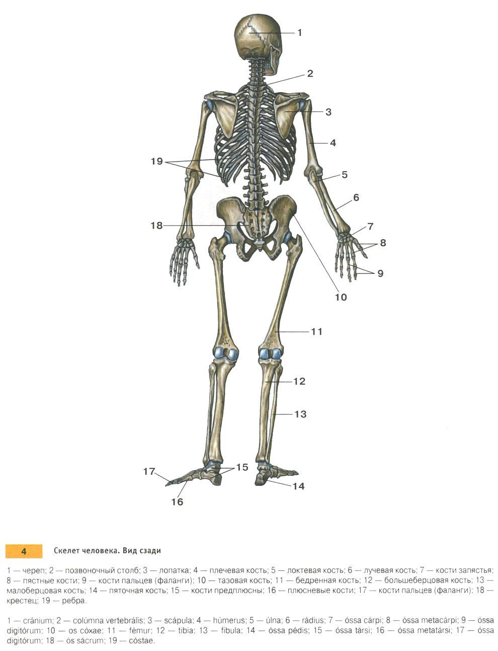 Скелет человека. Вид сзади