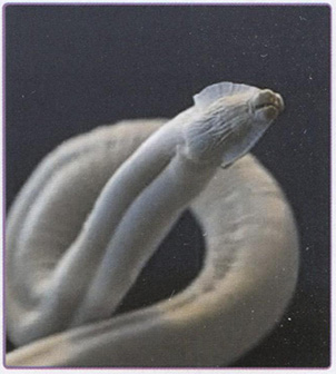 Toxocara 