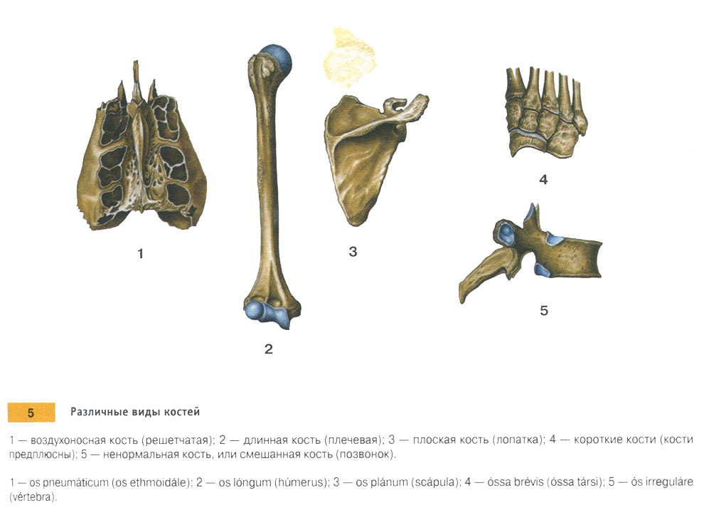 Различные виды костей