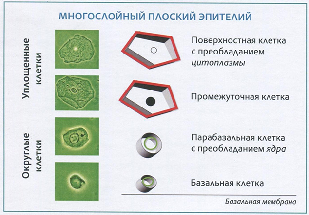 Рис. 5. Схематическое изображение эпителия, выстилающего эктоцервике и влагалище