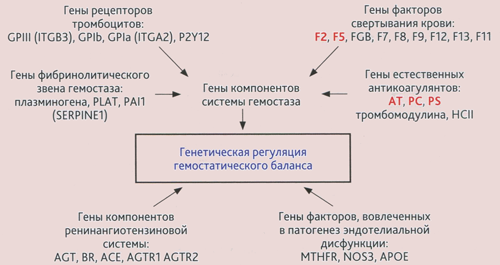 Основные генетические позиции, регулирующие гемостатический баланс