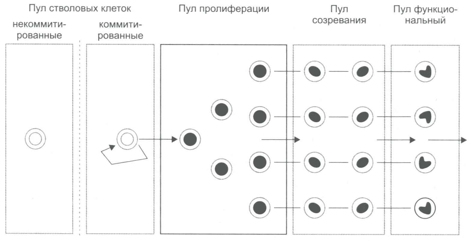 Схема функционирования систем клеточного обновления