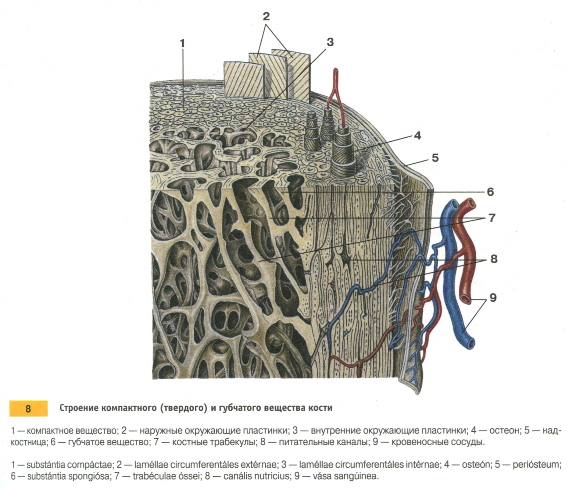 Строение компактного (твердого) и губчатого вещества кости