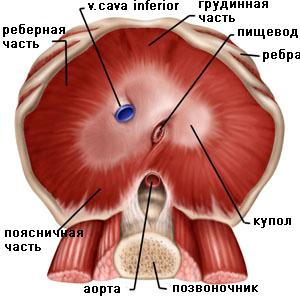 Рис. 1. Анатомическая схема купола диафрагмы