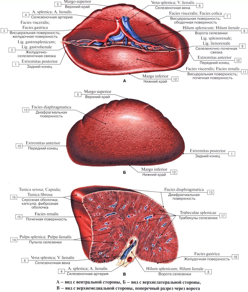 Анатомия селезенки
