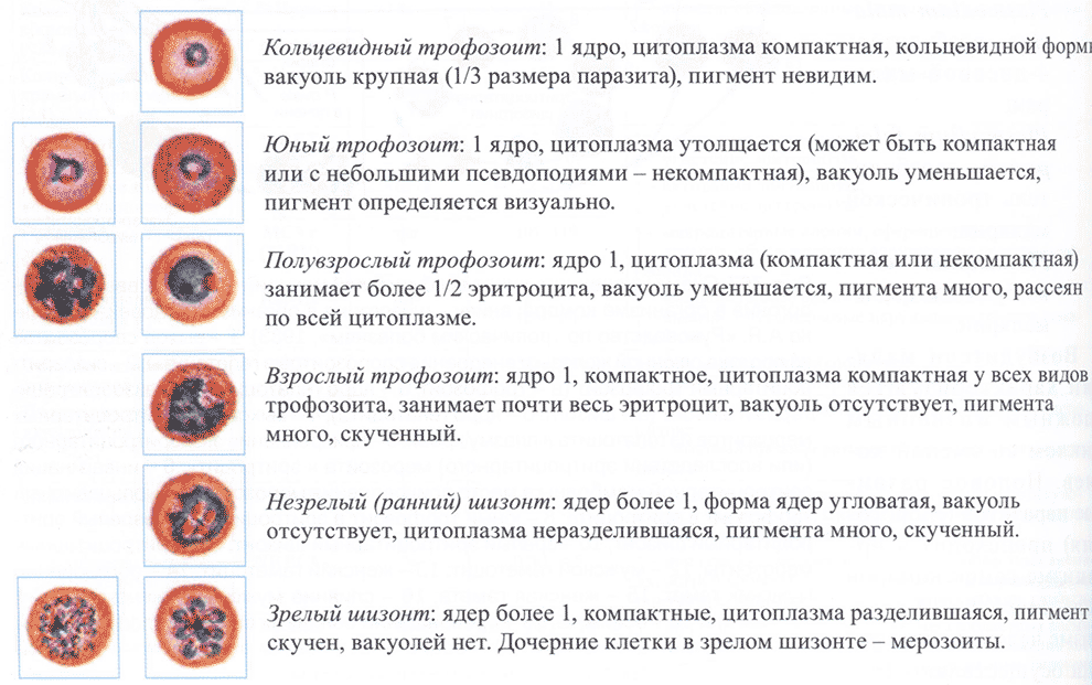 Стадии эритроцитарной шизогонии