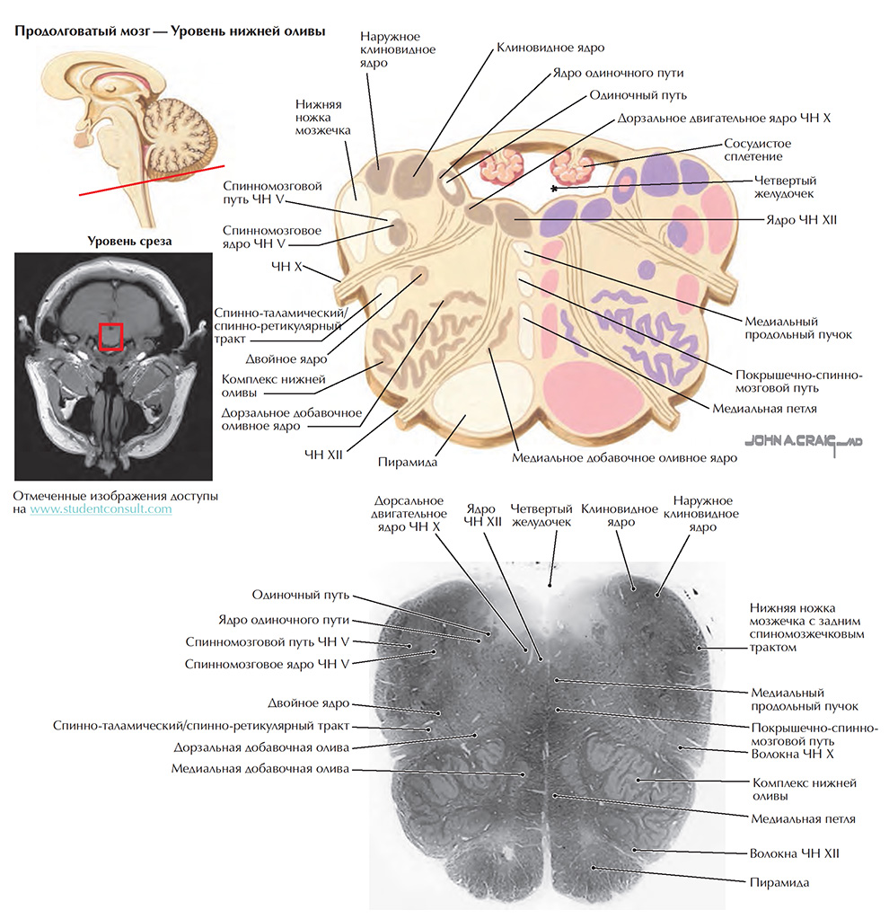 Поперечные срезы ствола мозга: срез 4