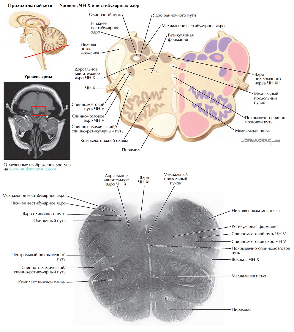Поперечные срезы ствола мозга: срез 5