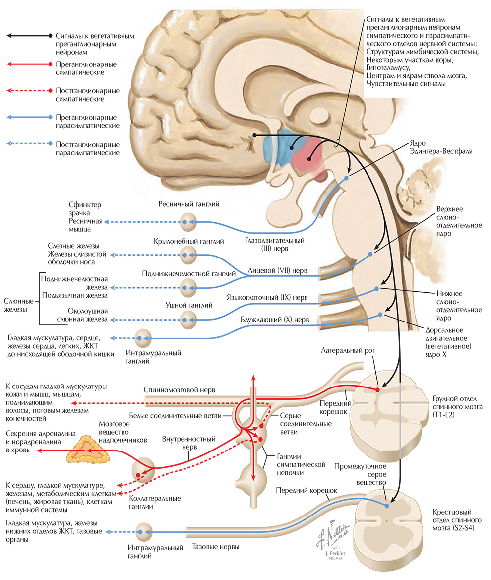 Общее строение вегетативной нервной системы