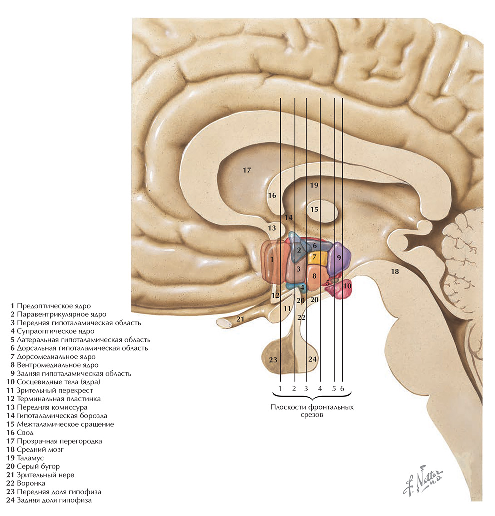 Общее строение гипоталамуса