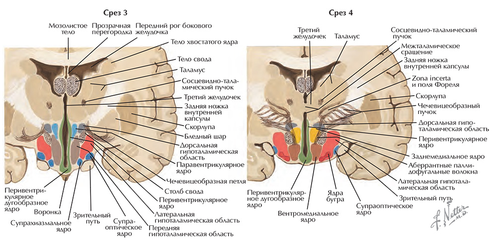 Срезы через гипоталамус: область бугра