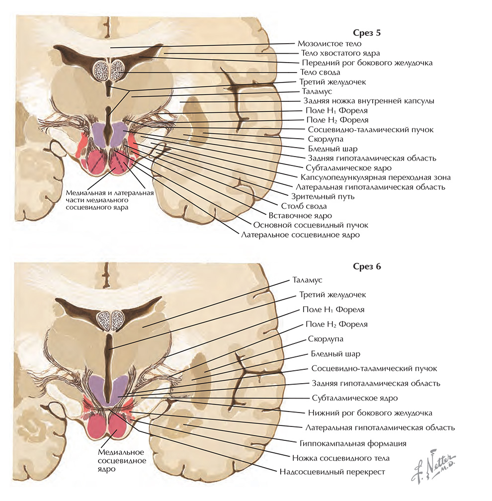 Срезы через гипоталамус: сосцевидная область