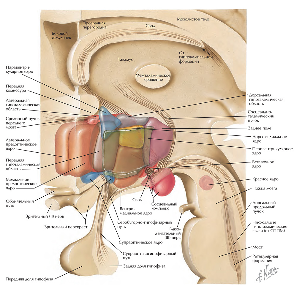 Схема строения гипоталамуса