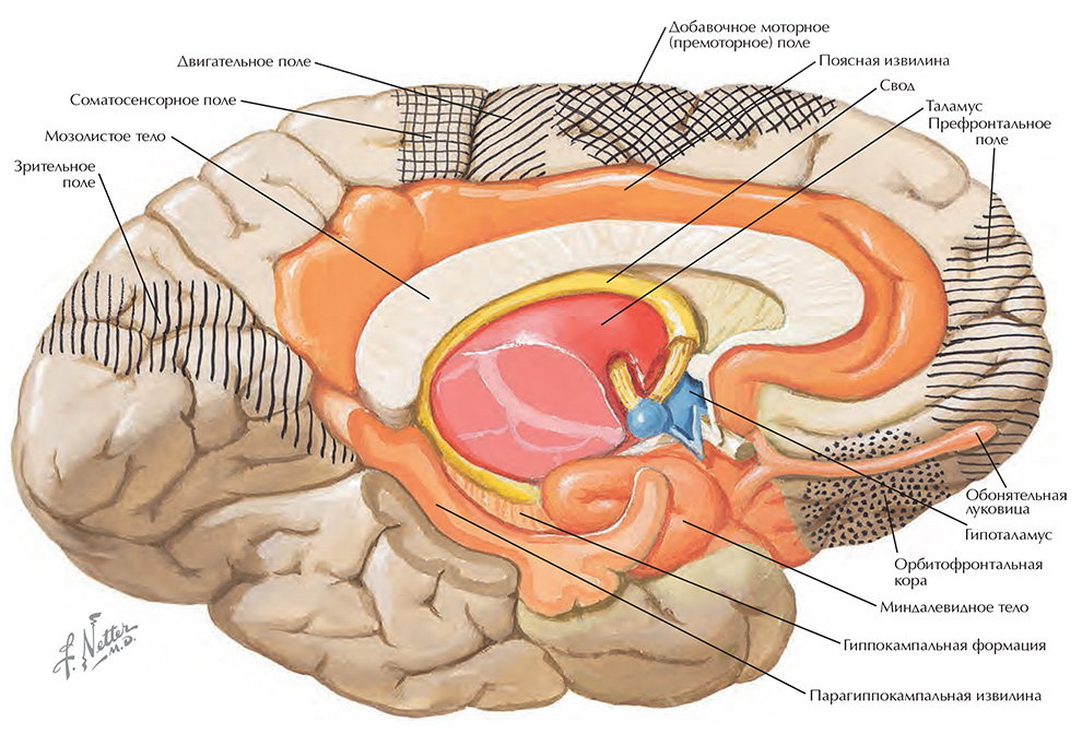 Участки переднего мозга, связанные с гипоталамусом