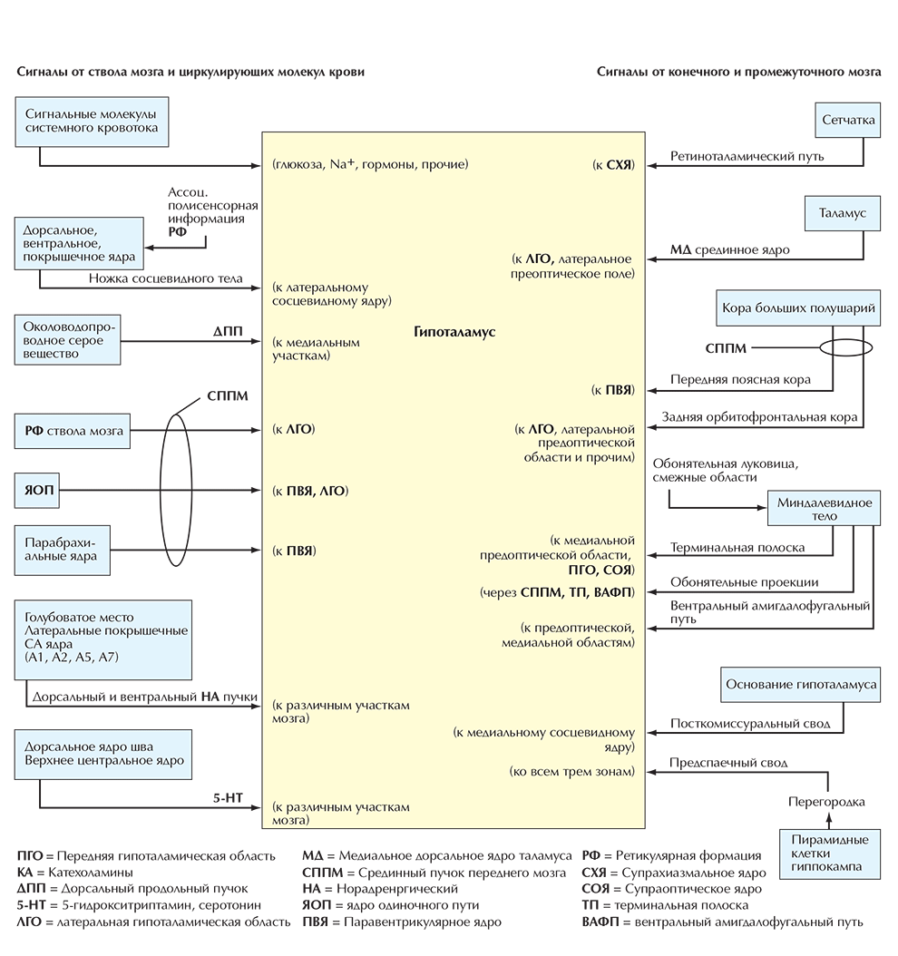 Схема основных афферентных путей гипоталамуса