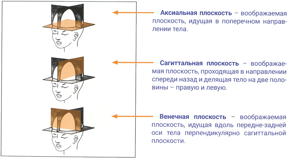 Сагиттальная плоскость. Венечная плоскость. Аксиальная плоскость