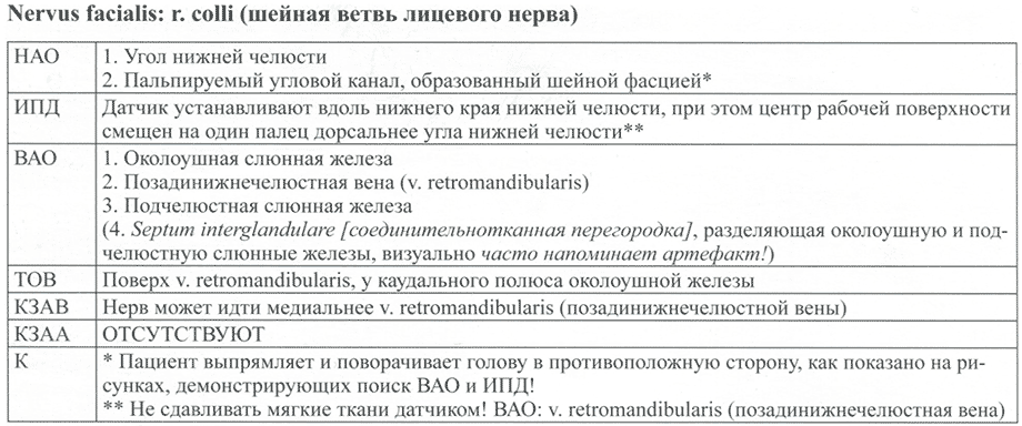 Nervus ulnaris: г. dorsalis manus (локтевой нерв: тыльная ветвь кисти)