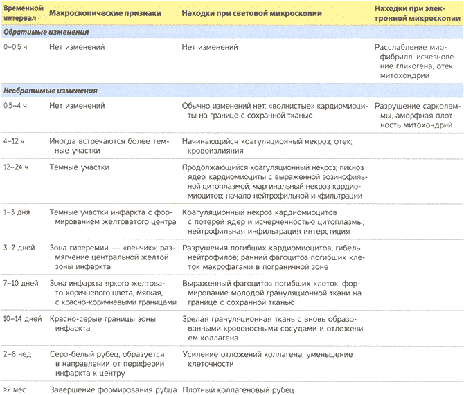 Таблица 11.2. Динамика морфологических изменений в инфаркте миокарда