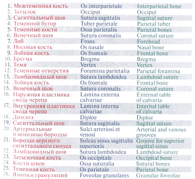 Межтеменная кость
