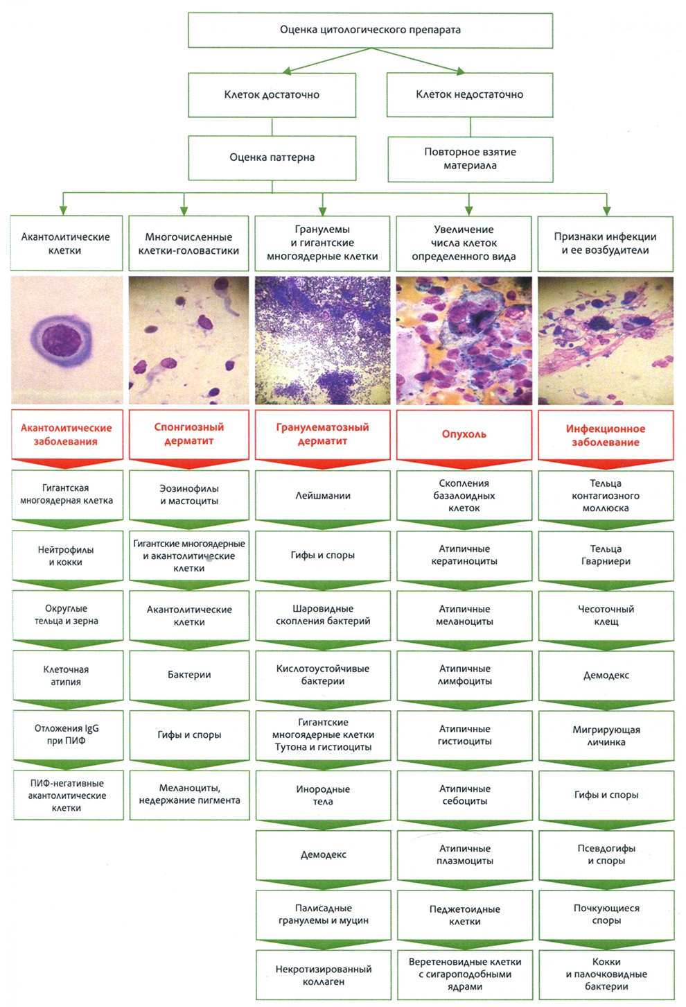 Рис. 3.1. Цитологическая диагностика заболеваний кожи