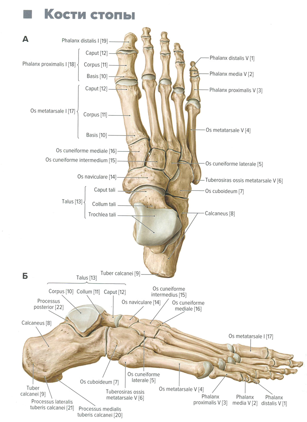 равая стопа, вид с тыльной (верхней) поверхности. Б. Правая стопа, вид с латеральной стороны равая стопа, вид с тыльной (верхней) поверхности. Б. Правая стопа, вид с латеральной стороны
