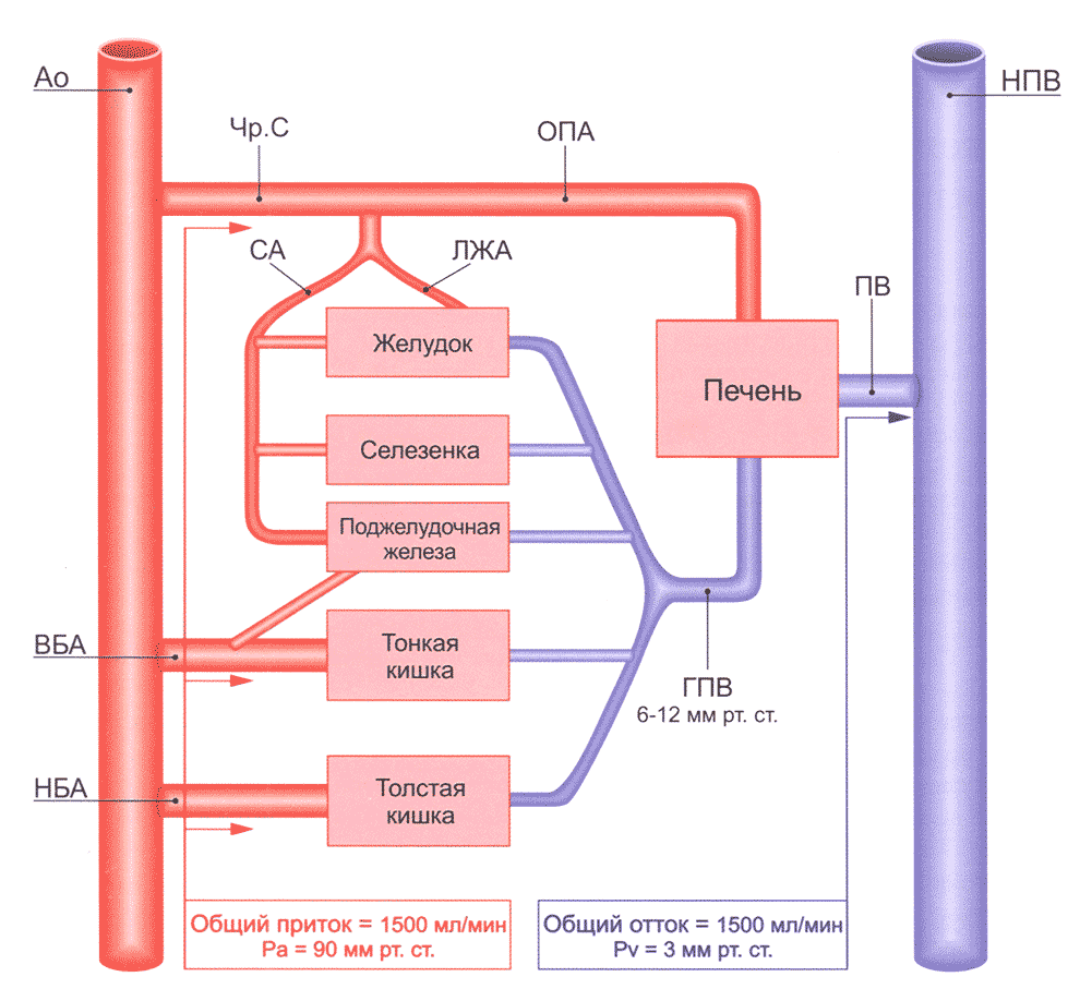 Схема внутрибрюшных сосудов, уровней давления и объемов афферентного и эфферентного кровотоков