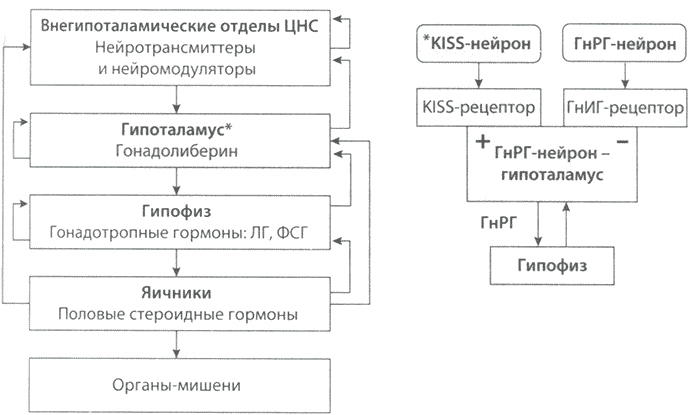 Звенья (центральные и периферические) регуляции женской репродуктивной системы. ГнИГ- гонадотропинингибирующий гормон Звенья (центральные и периферические) регуляции женской репродуктивной системы. ГнИГ- гонадотропинингибирующий гормон
