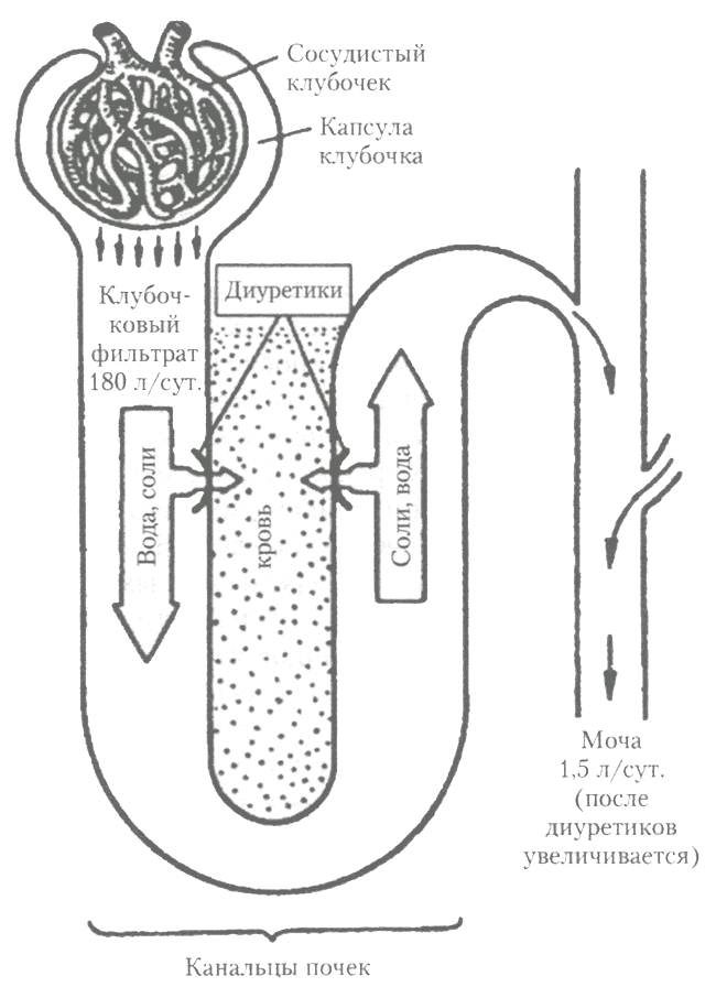 Схема нефрона и направленность действия основных диуретиков