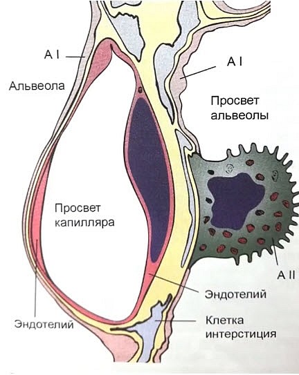Гистологический срез альвеол