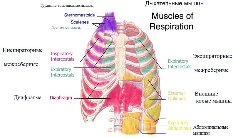 Основные мышцы, обеспечивающие дыхание