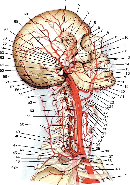 Рис. 177. Общий вид артерий головы и шеи, вид справа (схема)