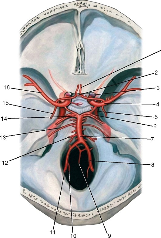 Ветви базилярной и внутренней сонной артерий в полости черепа, вид со стороны полости черепа