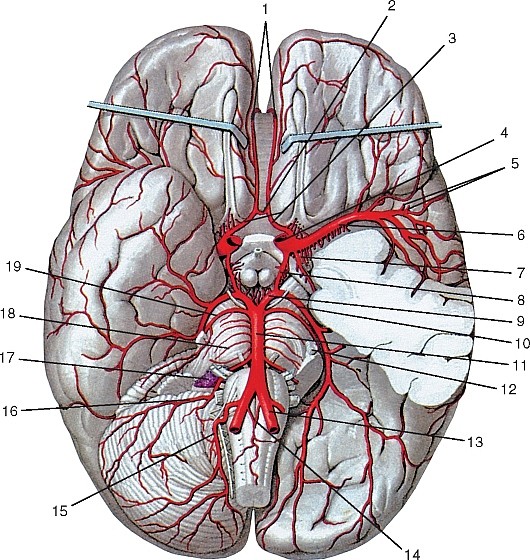 Рис. 181. Артерии на основании мозга (часть височной доли слева удалена)