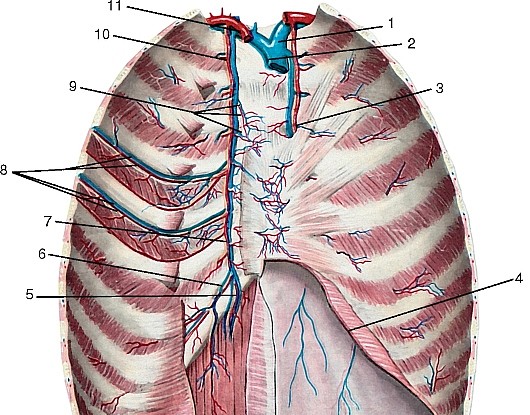Рис 182. Внутренняя грудная артерия, вид сзади