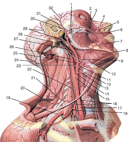 Рис 184. Общая, наружная и внутренняя сонные артерии в области шеи, правые