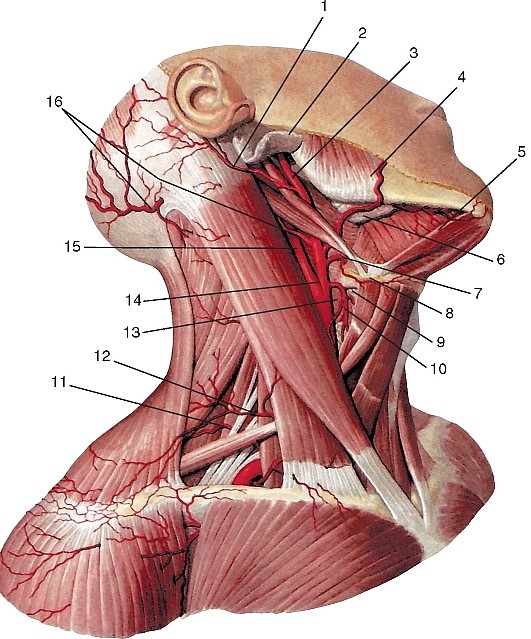 Рис. 185. Правые сонные артерии в одноименном треугольнике