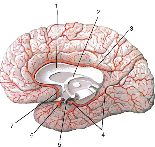 Рис. 188. Артерии на медиальной и нижней поверхностях полушария головного мозга: