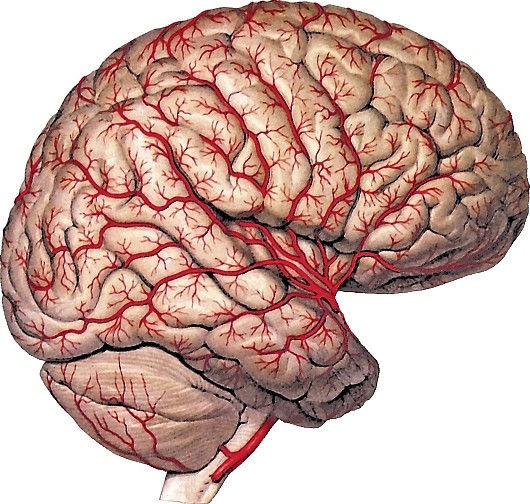 Рис. 189. Ветви средней мозговой артерии на дорсолатеральной поверхности полушария головного мозга