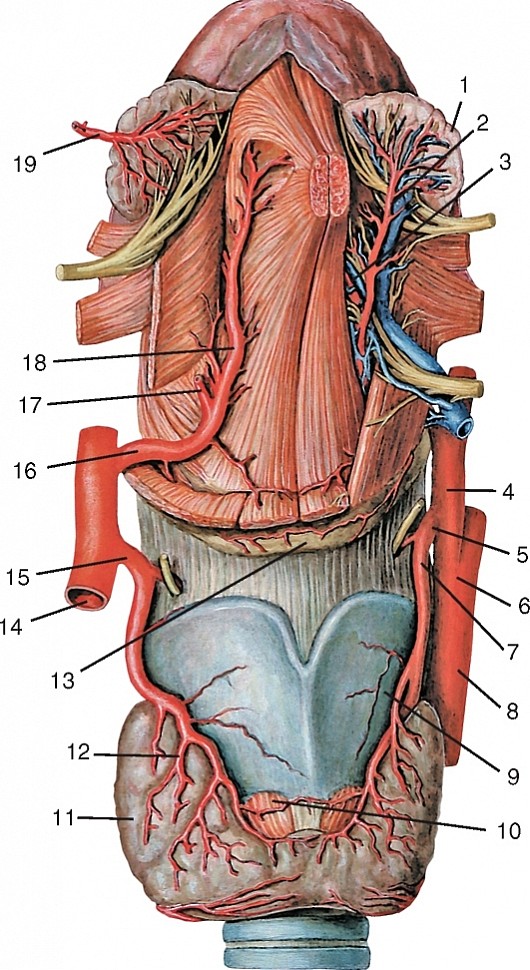 Рис. 191. Верхняя щитовидная и язычная артерии, вид спереди