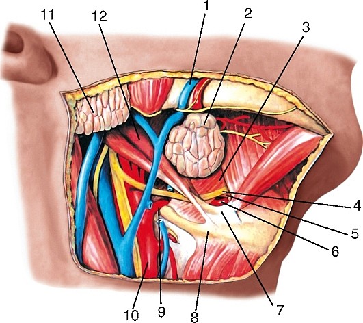 Рис. 193. Язычная артерия в язычном треугольнике, вид сбоку