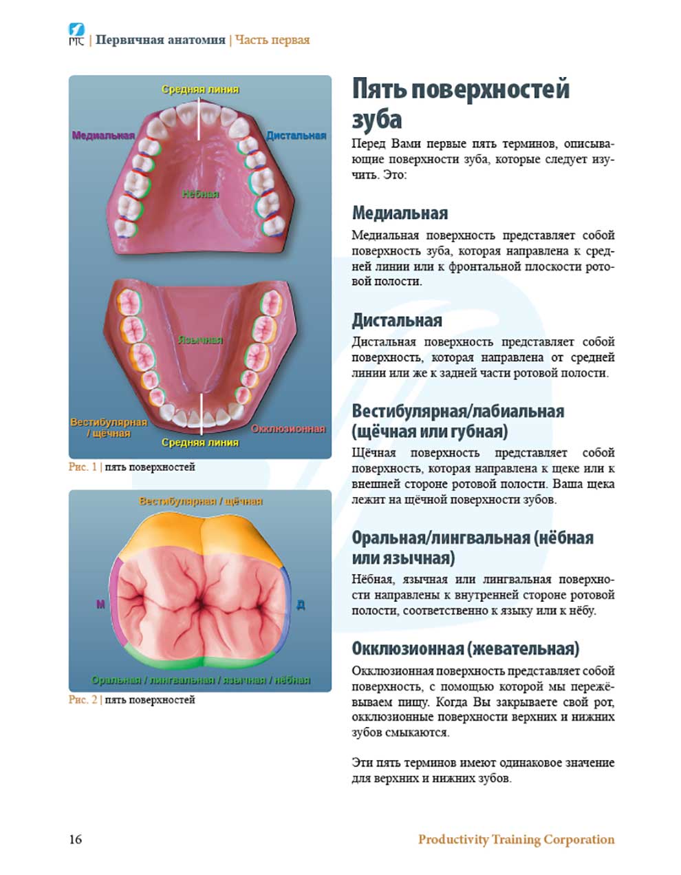 Пять поверхностей зуба