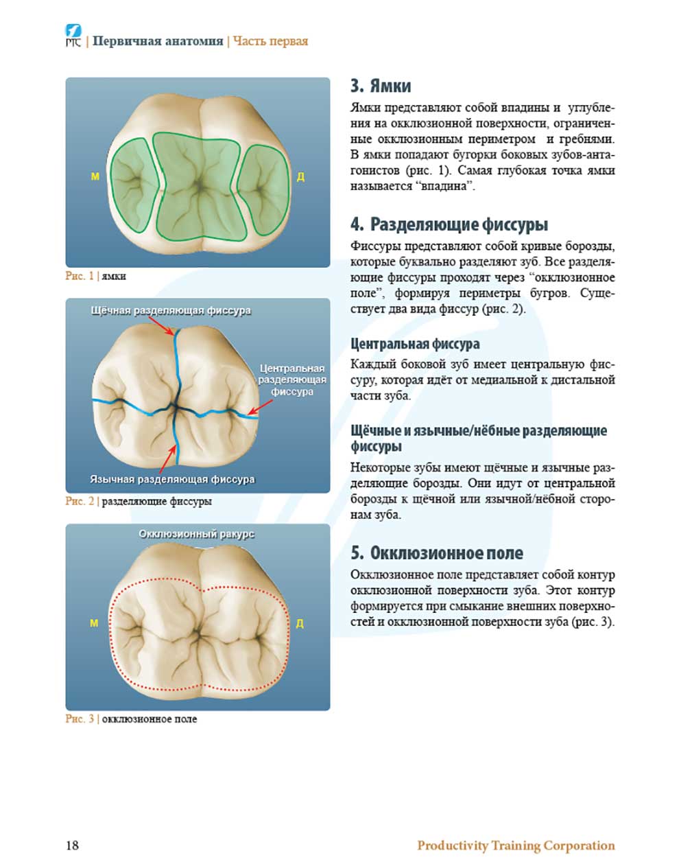 Первичная анатомия зубов
